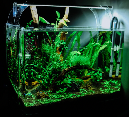 Carbon dioxide in lush green planted aquarium