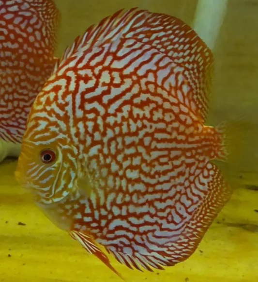 Discus Breeding put into Perspective