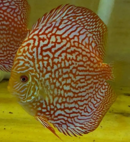 Large adult Pigeon Blood Discus