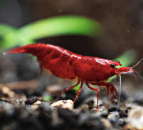 Keeping Neocaridina Shrimp