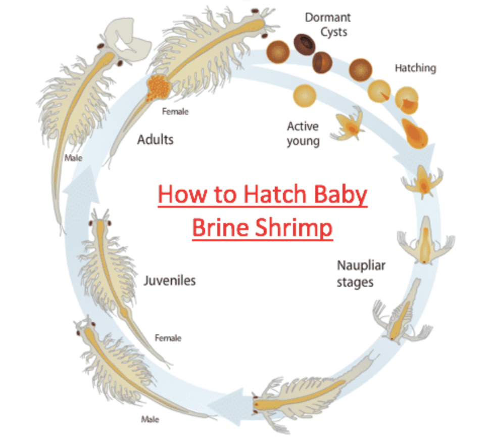 HOW TO HATCH BABY BRINE SHRIMP