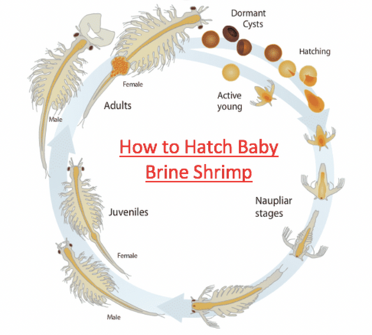 Picture of the life cycle of brine shrimp