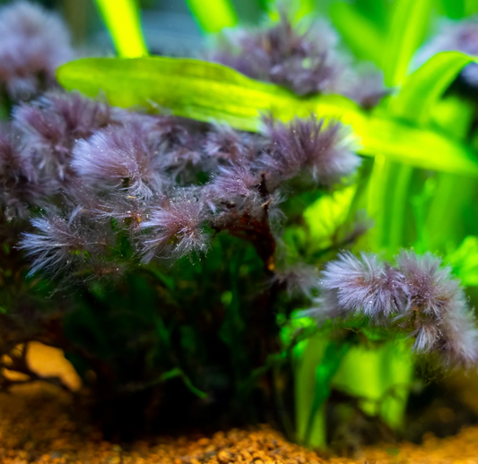 Black Beard Algae in the Aquarium