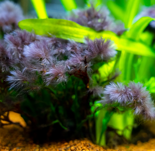 Algae in the Aquarium