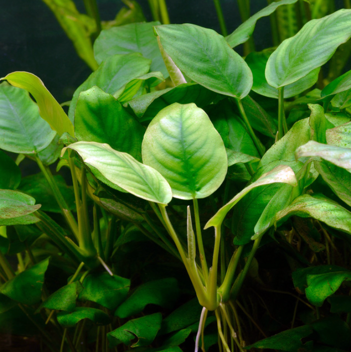 Anubias