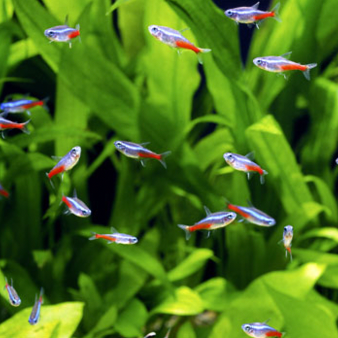 Tetras