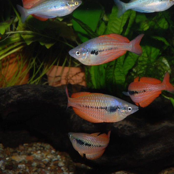 Types of Rainbowfish: A Colorful Freshwater Fish Guide - Arcy Aquariums