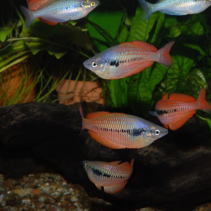 Rainbowfish