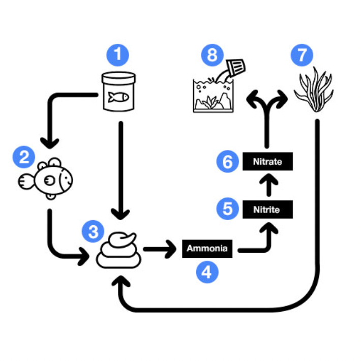 Aquarium Cycle