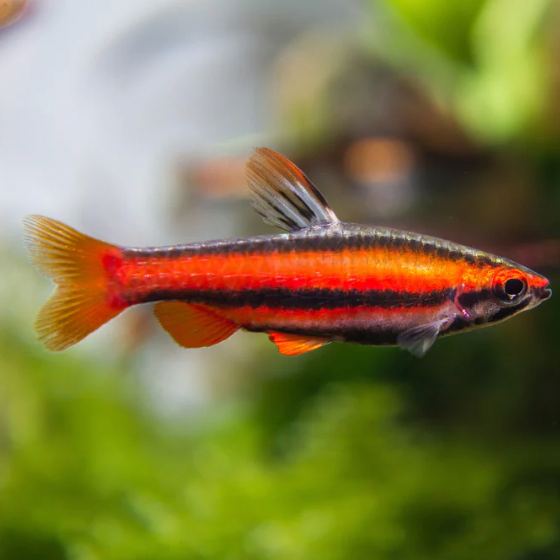 Pencilfish