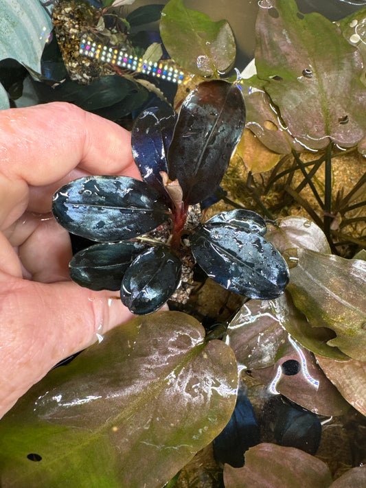 Bucephalandra Pandora Melon