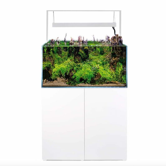 Aquarium with greenery and fish on a white background