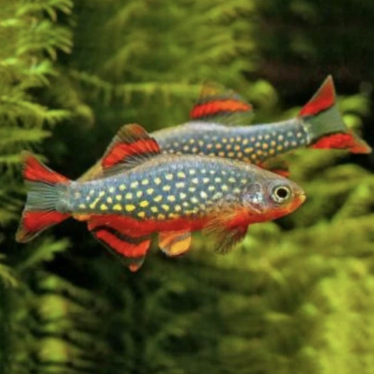 Celestial Pearl Danio Males in full colour amongst lush green aquarium plants