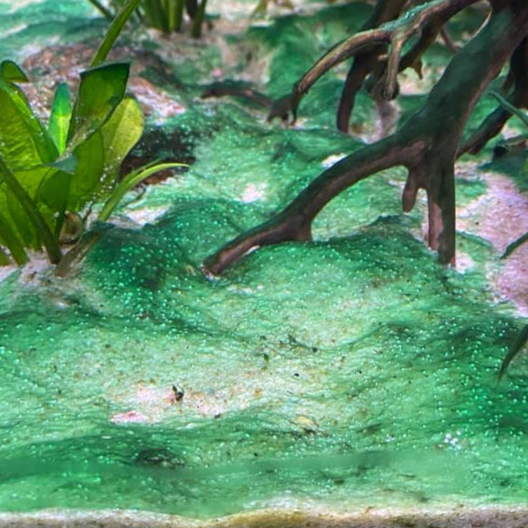 Cyanobacteria on white aquarium sand