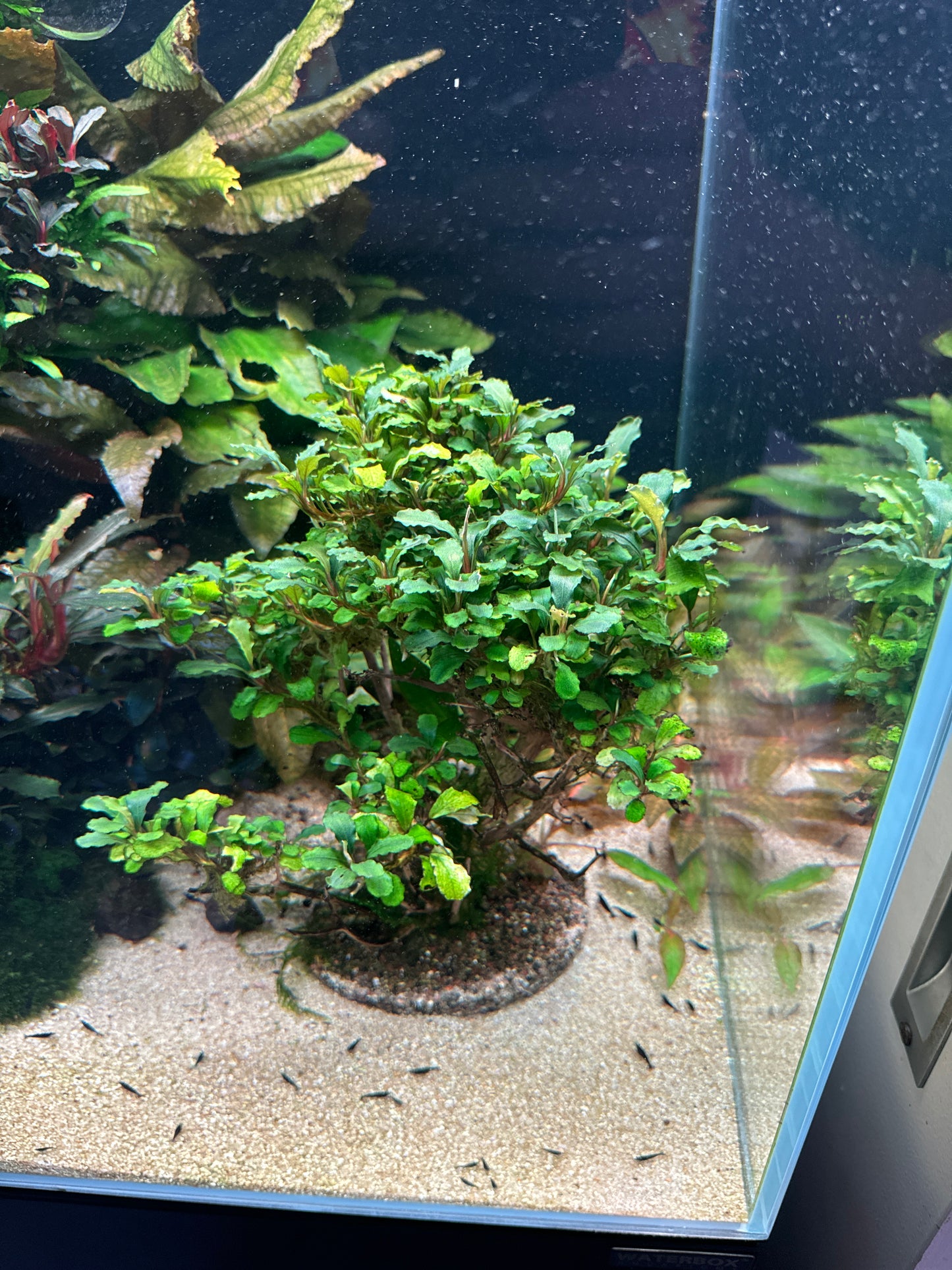 Bucephalandra tree! Rare!!