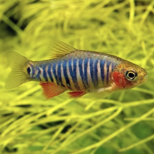 Emerald Dwarf Rasbora male in full colour