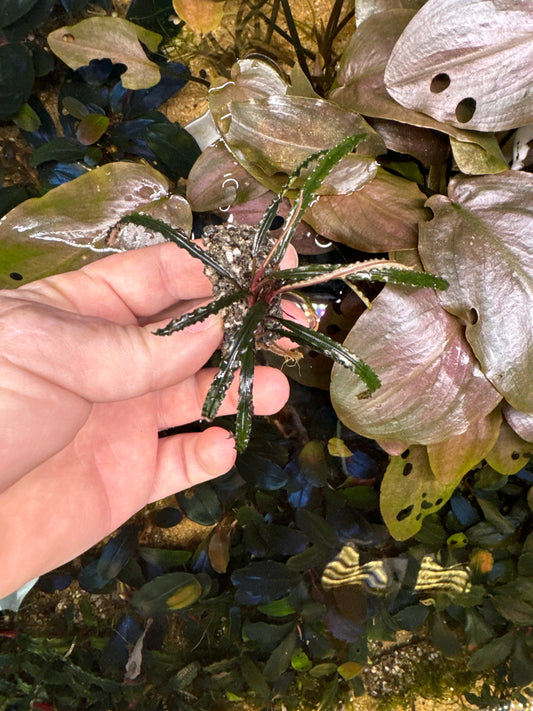 Bucephalandra Black Velvet