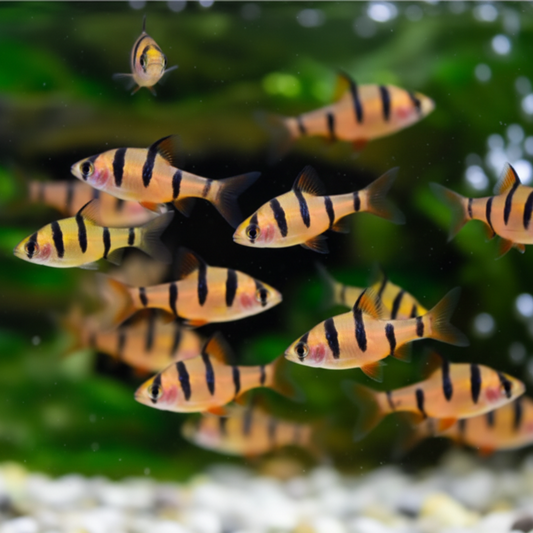 Small group of 5 banded barb fish swimming a group