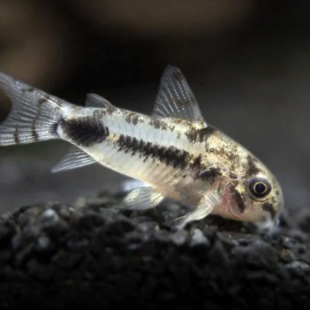Small fish on a dark substrate