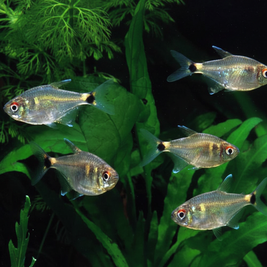 Head and tail light tetras in small group amongst lush green plants.