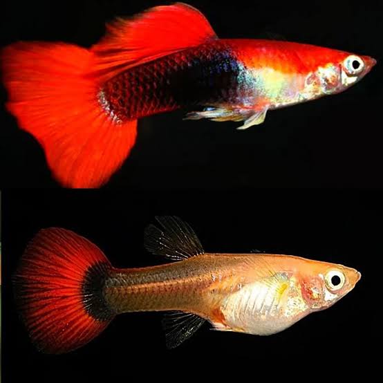 Guppy - Red Cap Tuxedo(Poecilia reticulata)