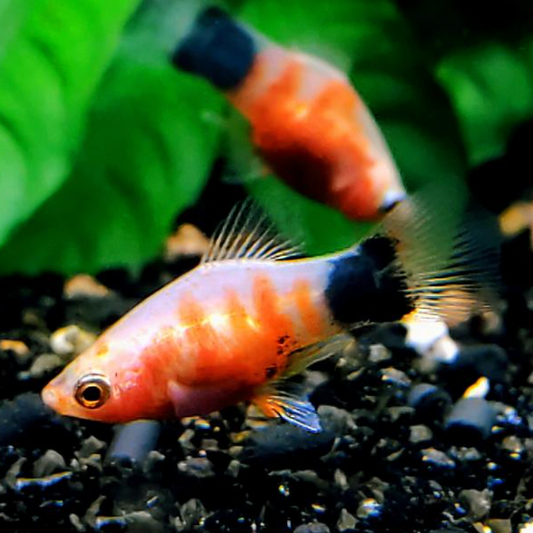 Mickey Mouse Tiger Platy with dark gravel