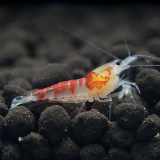 Red Calceo Shrimp pictured on Aquarium soil.