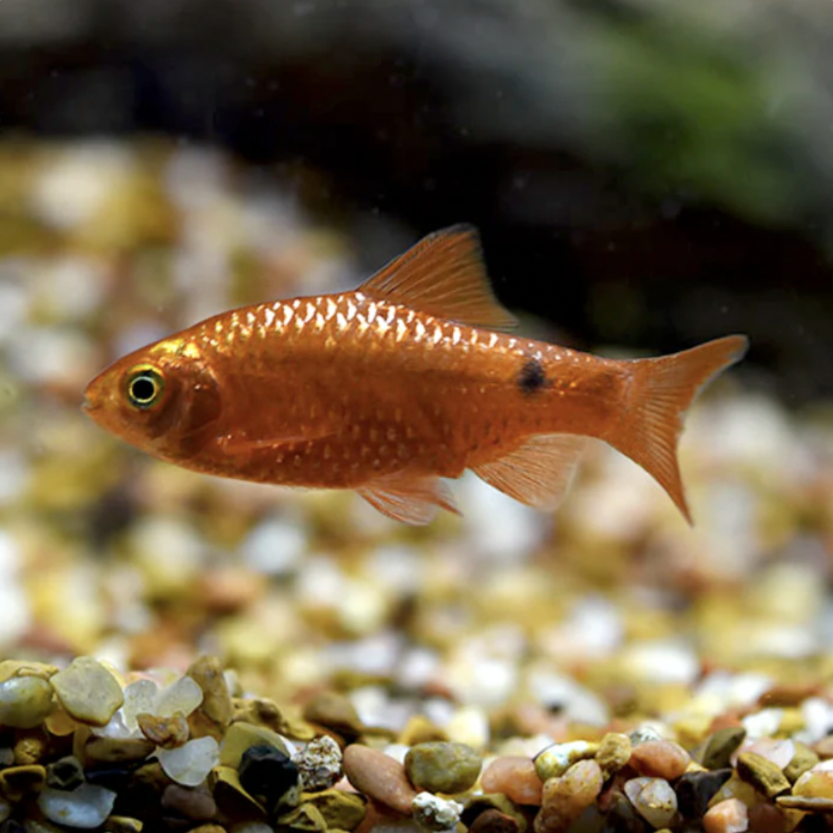 Small orange fish swimming in an aquarium with pebbles and water plants.