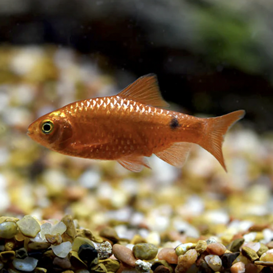 Small orange fish swimming in an aquarium with pebbles and water plants.