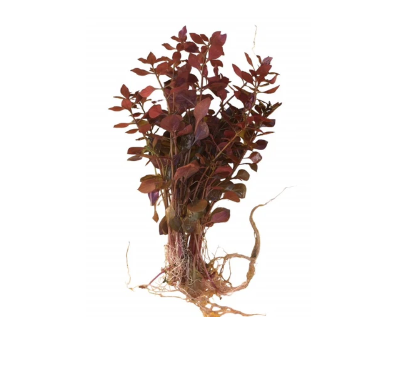 Ludwigia Palustris (super red mini)