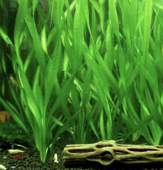 Vallisneria (Giant)