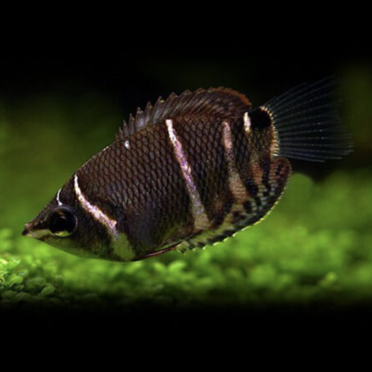 Gourami - Chocolate (Sphaerichthys osphromenoides)