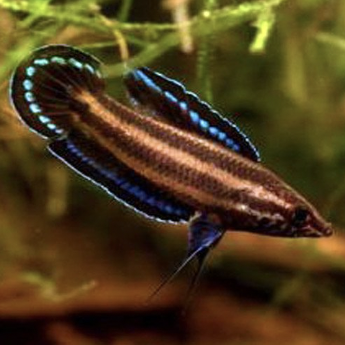 Gourami - Licorice (Parosphromenus deissneri)