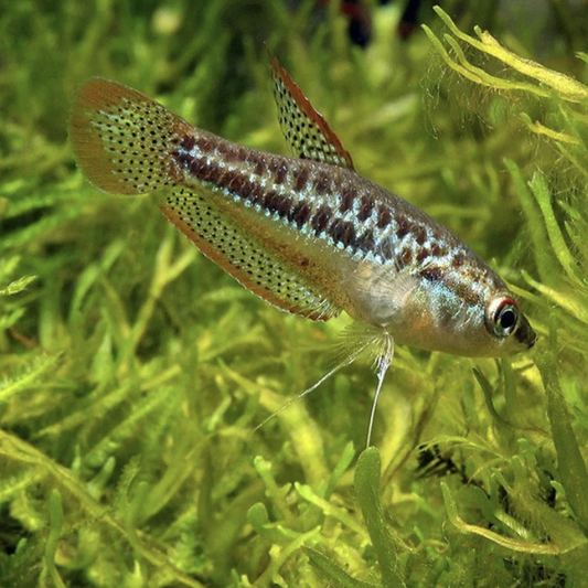 Gourami - Sparkling (Trichopsis pumila)