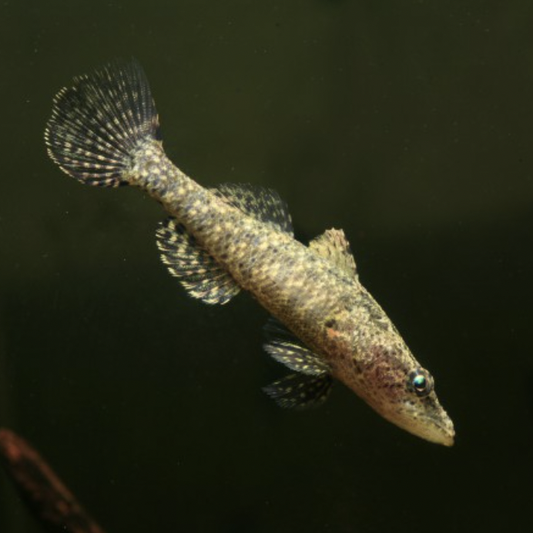 Gudgeon - Crimson-tipped (Butis butis)