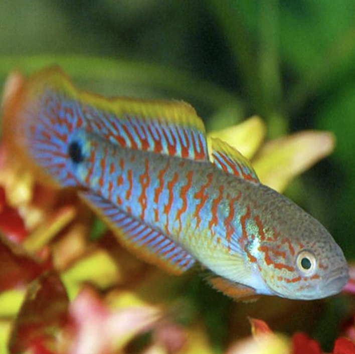 Gudgeon - Peacock (Tateurndina ocellicauda)