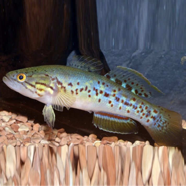 Gudgeon - Purple Spotted (Mogurnda adspersa)