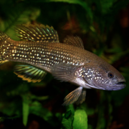 Gudgeon - Spangled (Ophiocara porocephala)