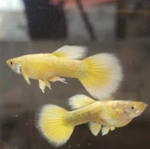 Guppy - 24K Gold (Poecilia reticulata)