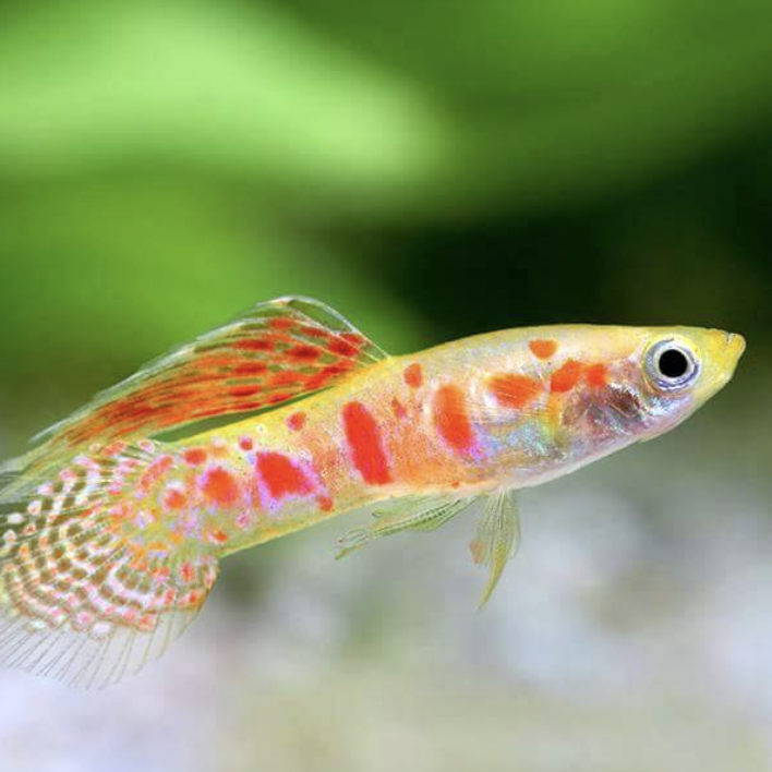 Guppy - Ginga Rubra (Poecilia reticulata)