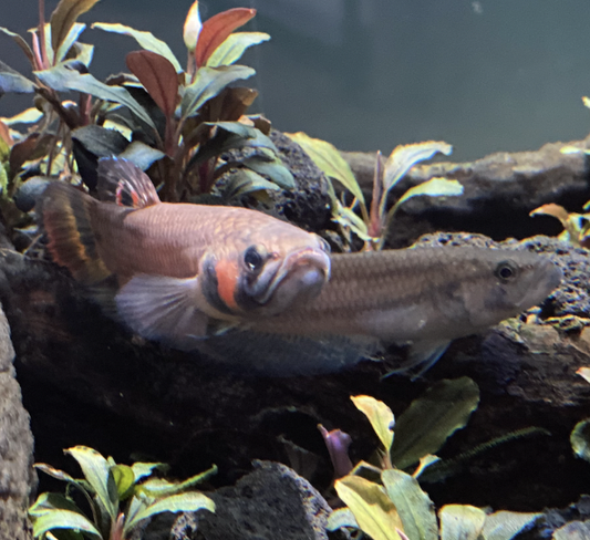 Betta - Macrostoma 3-4cm (Betta macrostoma)