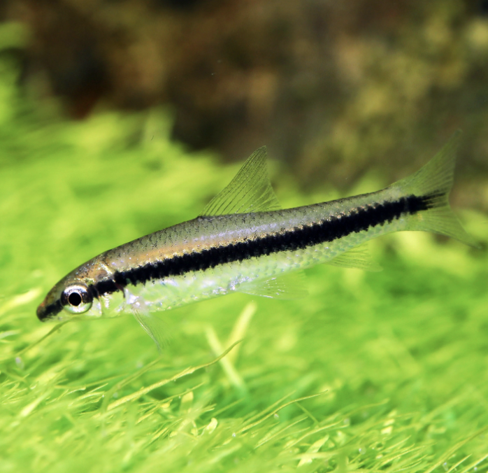 Algae Eater - Siamese (Crossocheilus oblongus)