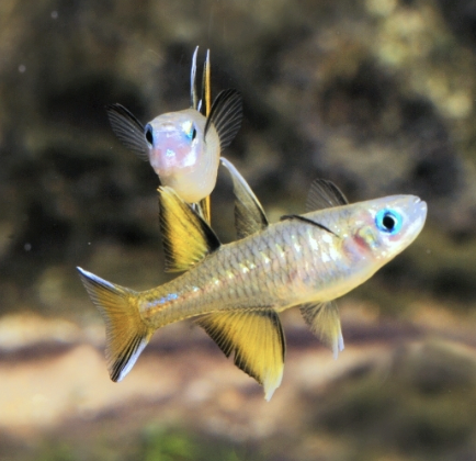 Blue Eye - Pacific (Pseudomugil signifer)