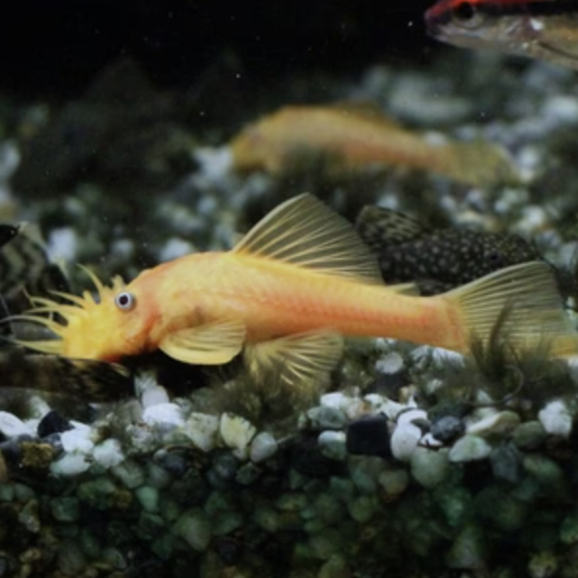 Catfish - Albino Common Bristlenose (Ancistrus sp)