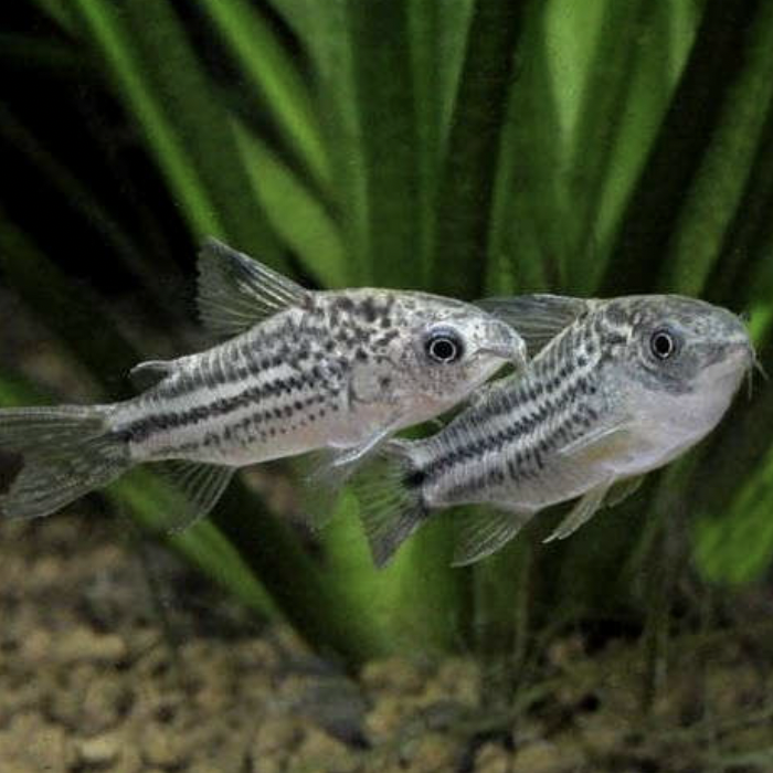 Corydoras - Nanus Cory (Corydoras nanus)