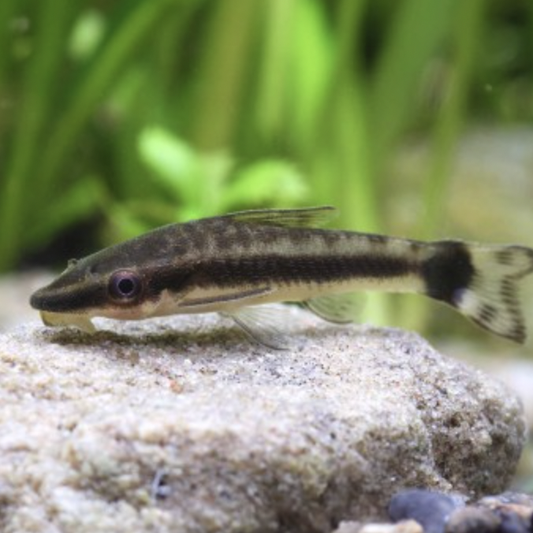 Catfish - Otocinclus (Otocinclus Arnoldi)