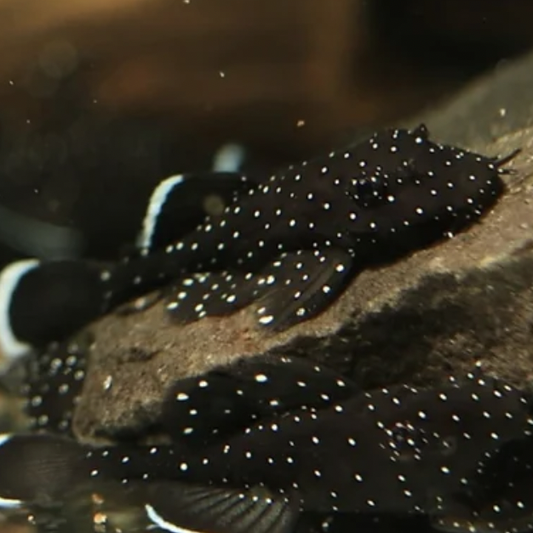 Catfish - Peppermint Bristlenose (Ancistrus dolichopterus)