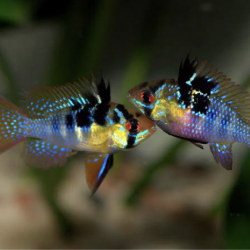 Cichlid - Blue Ram (Mikrogeophagus ramirezi)