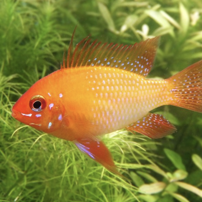 Cichlid - Gold Ram (Mikrogeophagus ramirezi)