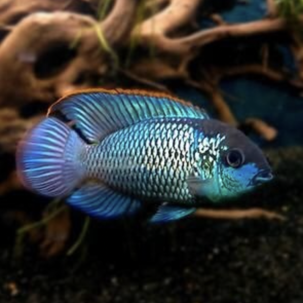 Cichlid - Neon Blue Acara (Andinoacara pulcher)